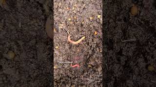 Wormcastings with cocoons How many challenge gardening garden wormfarm [upl. by Nosneh]