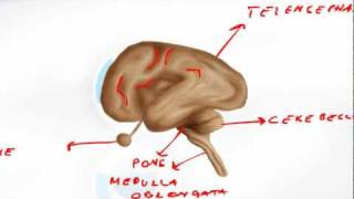 Brain Developement Embryology  Brain Anatomy [upl. by Orazal588]