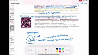 Neuroblastoma endocrinology 79  First Aid USMLE Step 1 in UrduHindi [upl. by Kiel]