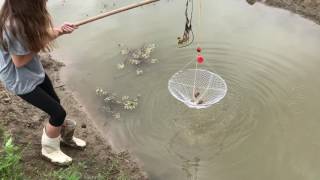 Bonnet Carre Spillway crawfish [upl. by Ahsinnor972]