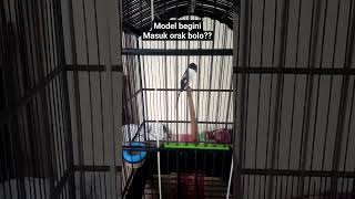 Postur Mewah🤭 kicaumania masterancendetfullisianmewah burung cendetgacorfullisiantembakan [upl. by Aley55]