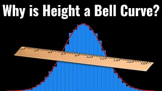 Why is Height A Bell Curve [upl. by Atteynot]