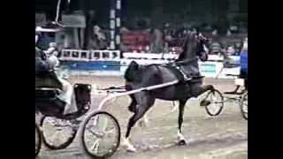 2000 Royal Winter Fair Hackney Pony Championship [upl. by Eiramait]