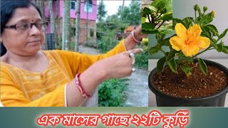 এটা একবার গাছে প্রয়োগ করলে আসবে শত শত ফুল  Hibiscus plant care [upl. by Amsirahc]