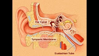 EUSTACHIAN TUBE DYSFUNCTION  DRFOHEID ALSOBEI [upl. by Nerraf]