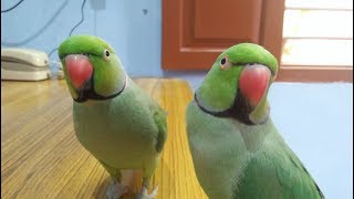 Beautiful Talking Parrots [upl. by Nahshu]