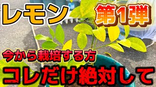 【レモン】栽培するならコレだけは絶対して！苗を買ってきたら必ずやって欲しい事を紹介します 第1弾 [upl. by Eellek]