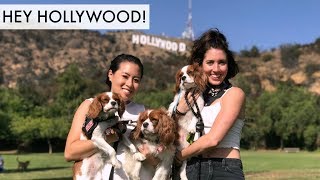 Things to do with your dog IN HOLLYWOOD CALIFORNIA  Dog Friendly Activities Pet Friendly [upl. by Acirdna]