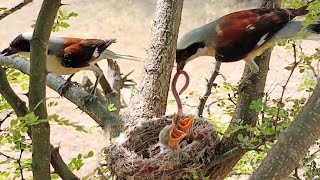 Small woodshrike bird gathering different types insects and guve it to babies BirdPlusAnimals [upl. by Anselmi996]