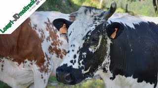 Traite au Parc des Vaches Montbéliardes amp Vosgiennes [upl. by Naenaj]