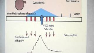 Acetylcholine release mechanism for quantal release [upl. by Sochor]