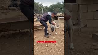 İgneden korkmayan kız dog köpek kangaldog kangal [upl. by Llewon51]