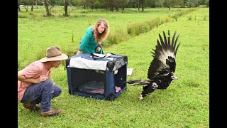 Release of Alexis Wedgetailed Eagle Nov 24 [upl. by Marienthal610]