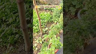 Terrace garden in wintergardengardeningwintergardenflowersvegitablesviralvideoviralshort [upl. by Gean987]