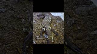 Puesta Heloderma horridum shortsvideo shortvideo shorts short reptiles [upl. by Acirtap]