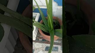 Aloevera ke liye tipsplants garden [upl. by Akcebar]