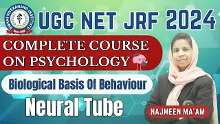 Neural Tube amp Brain  Biological Psychology  Important Topic [upl. by Renell]