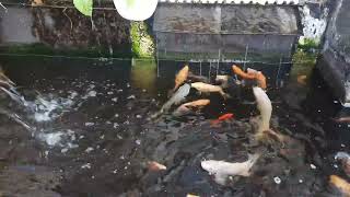 Bikin Kolam Ikan Minimalis modal Murah cocok di pekarangan rumah [upl. by Naujal581]