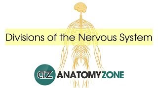 Divisions of the Nervous System  Neuroanatomy Basics [upl. by Armillda]