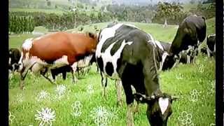 Devondale Milk Full Cream Ad Commercial 2013 [upl. by Yurik]