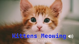 Kittens Meowing Sound Effects  Newborn kitten meows [upl. by Yhtuv999]