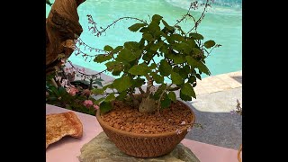 Plectranthus Succulent Unique Mint Plant  Episode 128 [upl. by Gabbi]