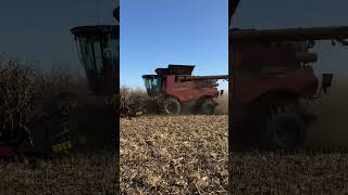 CASE IH AxialFlow 8240 in corn [upl. by Yelrah]