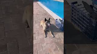 Smart dog and the ending smartdog dogs shorts [upl. by Turino]