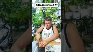 Plant Unboxing Golden Siam Sansevieria Snake Plants plants hermiesonajo fyp shorts [upl. by Hillier]