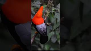 Andean Cockoftherock  Rupicola peruvianus  Wild birds channel birds facts [upl. by Ioj782]