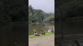 Margam Country Park ❤️ uk travelvlog viralshort ytshorts peace [upl. by Anait]