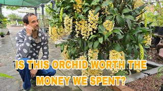 Orchid Prices Revealed What We Paid for This Beauty [upl. by Durrej999]