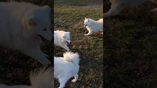 Happy and active Samoyed family dogshorts [upl. by Maghutte]