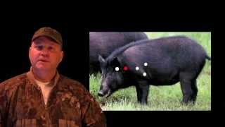 HOG HUNTING TIPS WHERE TO SHOOT HOGS [upl. by Ynamrej]