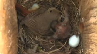 Spring Alive  eviction behaviour of Cuckoo chick [upl. by Keeryt]