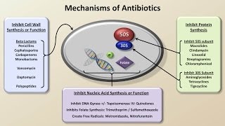 Mechanisms and Classification of Antibiotics Antibiotics  Lecture 3 [upl. by Ia284]