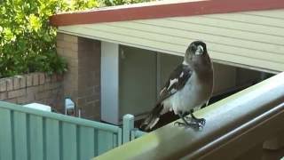 Butcher Bird Singing for 6 minsMP4 [upl. by Petey]