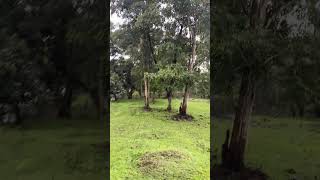 Kabini Jeep Safari No Tiger No Black Panther No Dholes Sighting Bad Luck Part4 [upl. by Haley966]