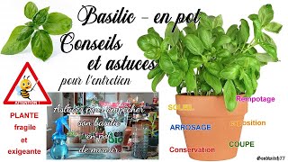 Basilic en pot  astuces  conseils dentretien pour le conserver longtemps  intérieur ou extérieur [upl. by Pease913]