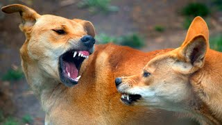 The dingo is Australias top predator Interesting facts about wild dingo dogs [upl. by Enneite]