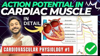 action potential in cardiac muscle physiology  cardiovascular physiology  cardiac action potential [upl. by Adnicaj44]