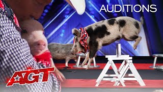 PIGS Got Talent Pork Chop Revue Brings Funny and Talented Pigs To AGT  Americas Got Talent 2020 [upl. by Kerrin]