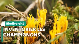 Inventaire de champignons en réserve biologique intégrale dans le Cantal [upl. by Fabozzi]