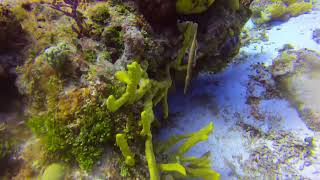 Trumpet Fish  10022024 [upl. by Paluas488]