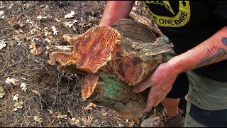 Fatwood Haul amp Processing Huge Fatwood Logs Trophy Wood Wilderness FireStarter [upl. by Shedd495]