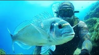 Komarca 03 Gilthead sea bream  Sparus Aurata [upl. by Ardnod]