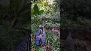 La Fascinante Pintade Vulturine  Un Charme Sauvage et Unique gaïa nature perlesdamazonie birds [upl. by Sousa]