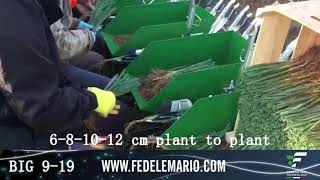 Trapiantatrice a pinze BIG 919  Porri FEDELE finger transplanter leek [upl. by Artened]