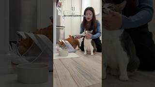 Slow morning PART 2 catmom catmomlife talkingcat catmeow meowing meow [upl. by Id]