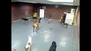 Doggie Day Care Poo Fest [upl. by Doss]